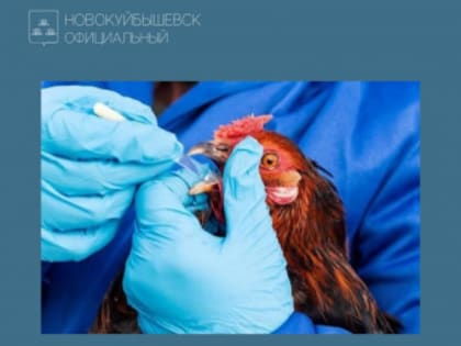 Осторожно, птичий грипп: как защитить домашнюю птицу