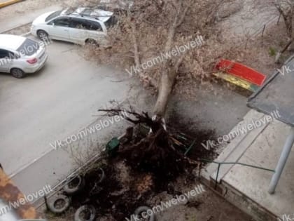 (фото) Жители Тольятти сообщают о падающих деревьях