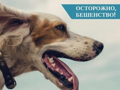 Об эпидемиологической ситуации по бешенствув Самарской области