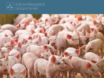 Африканская чума свиней - опасное заболевание