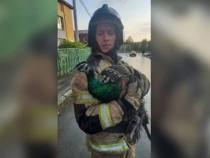 Застрял на дереве: в Свердловской области спасатели вернули хозяйке сбежавшего павлина