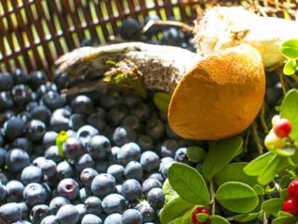 Тихая охота: в 2023 году в России будет собрано 800 тыс. тонн грибов