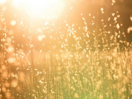 В Самарской области жара вступит в свои права