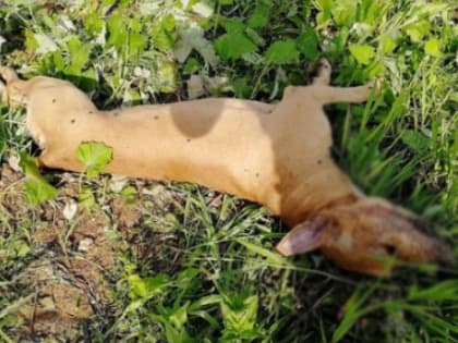 (фото) В Самаре лошадь убила напавшую на нее бойцовую собаку