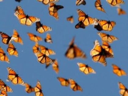 В Самаре открылся «Умный дом бабочек»