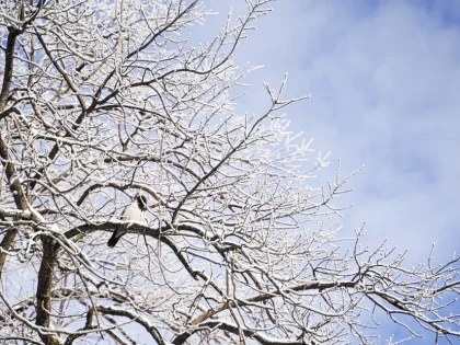 В Самарской области на будущей неделе потеплеет и пойдет снег