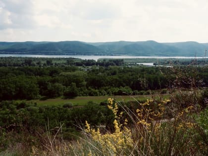 В Самарской области проснулись опасные клещи и гадюки: «Чаще всего свою «столовую» они поджидают, сидя на траве»
