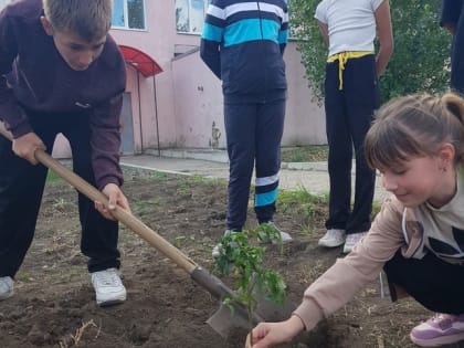 Школьный сад: радость и забота о растениях
