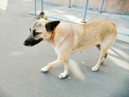 К концу года бездомных псов в Сызрани станет еще больше: число укусов уже выросло вдвое