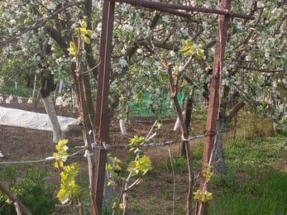 Это самая вредная и опасная ягода: а мы едим ее как не в себя, еще и детей заставляем