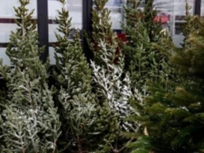 В Тольятти продолжается акция по сбору хвойных деревьев