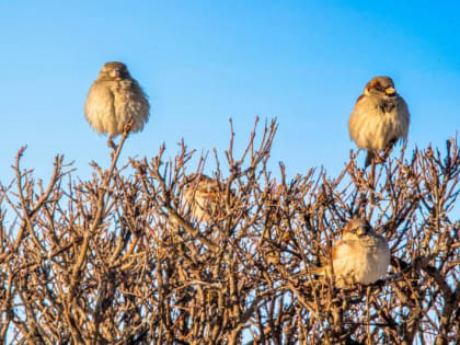 Вильфанд назвал главный фактор аномального тепла в европейской части России