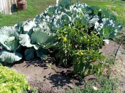 Народные приметы: 8 октября. Не делайте этого в день Сергея Капустника, если не хотите сгинуть от головной боли