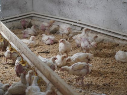 "Птичий" грант: в Елховском районе предприниматели получили 3 млн рублей на агростартап