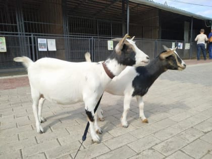 21 августа самарцев приглашают отметить День козы