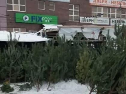 Елочные базары в Сызрани превратились в кладбища новогодних «красавиц»