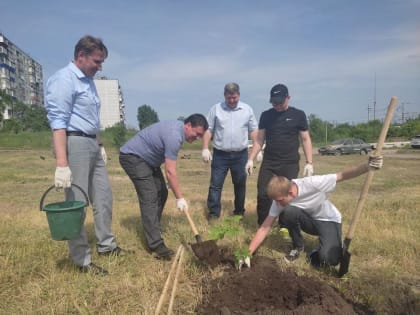 В Сызрани появится каштановая аллея