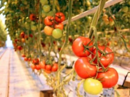 В самарских теплицах урожай томатов собирают круглогодично