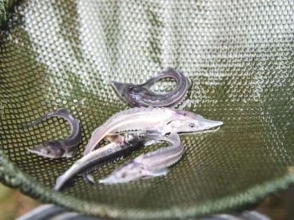 «Т Плюс» собирается организовать уборку береговой линии в Тольятти