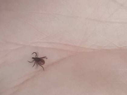 Учёные выяснили любимую группу крови клещей