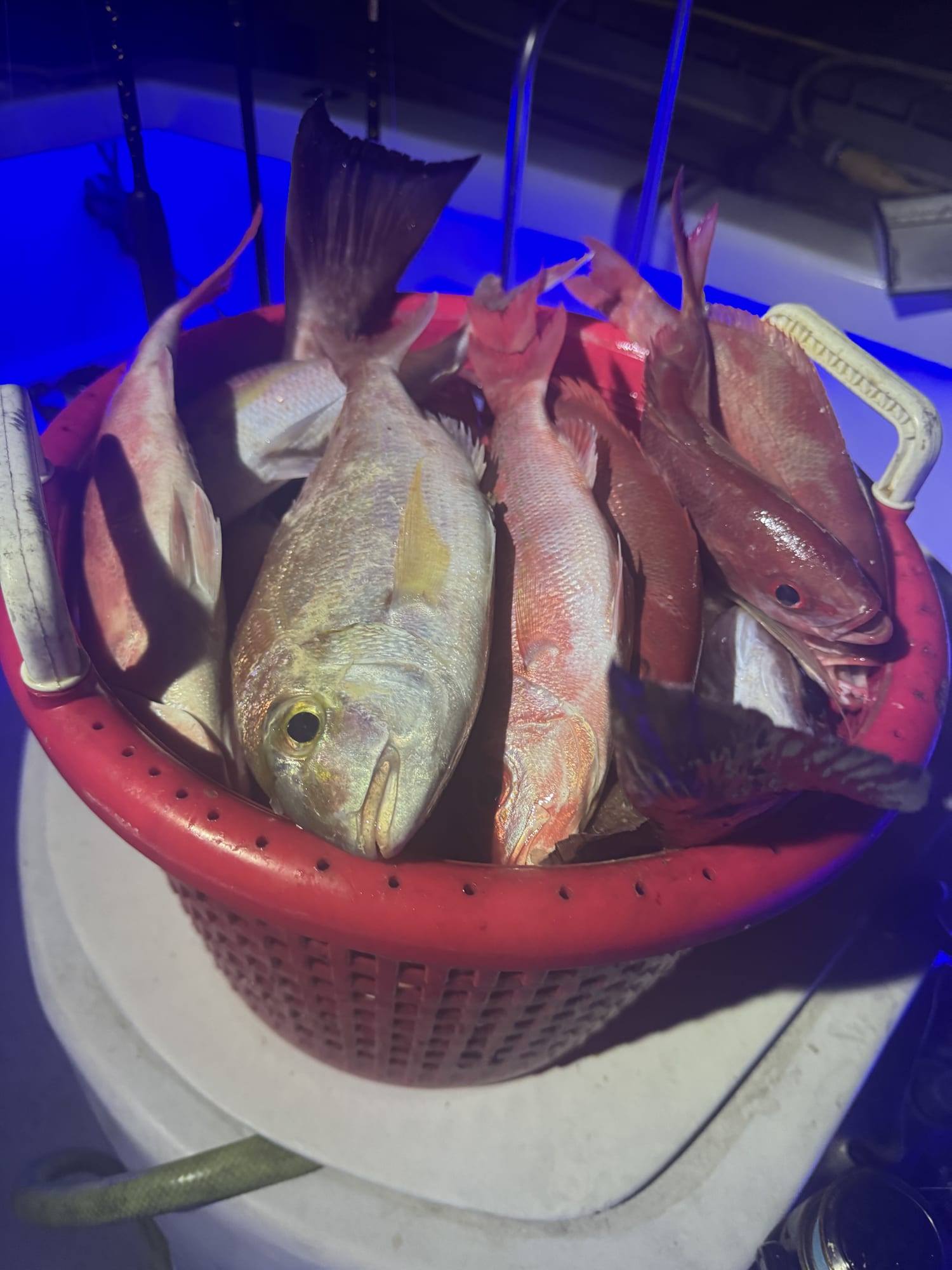 Constant action for the entire family