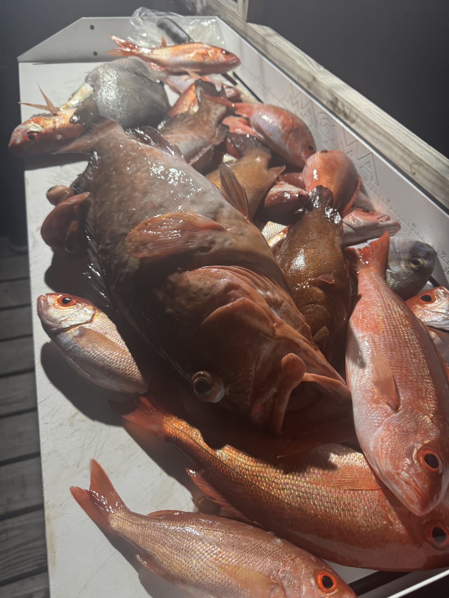 Constant action for the entire family