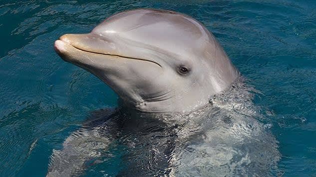 Dolphin Tour