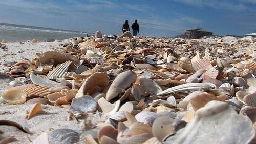 Shelling Trip