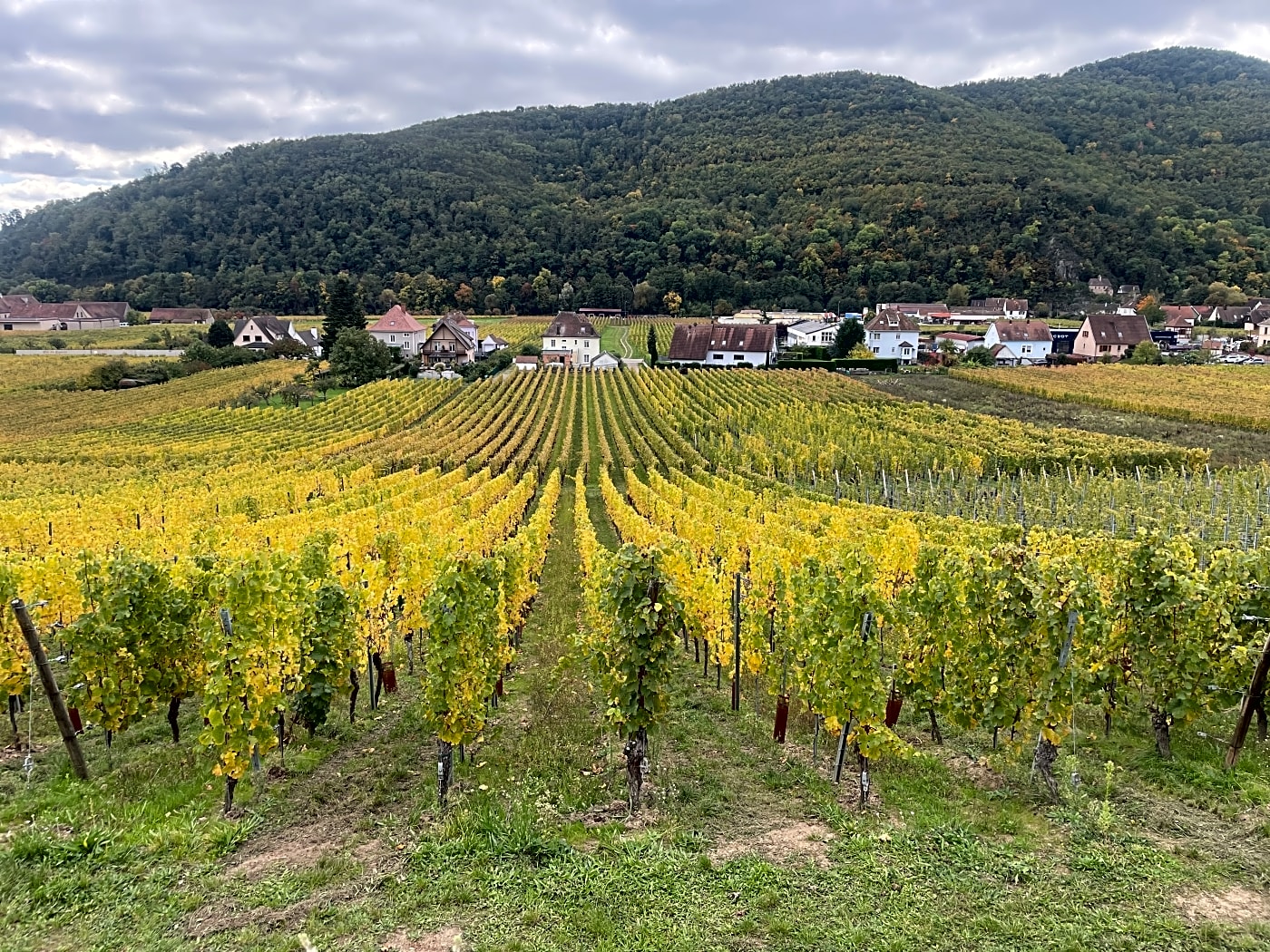 Eguisheim Wine from the source