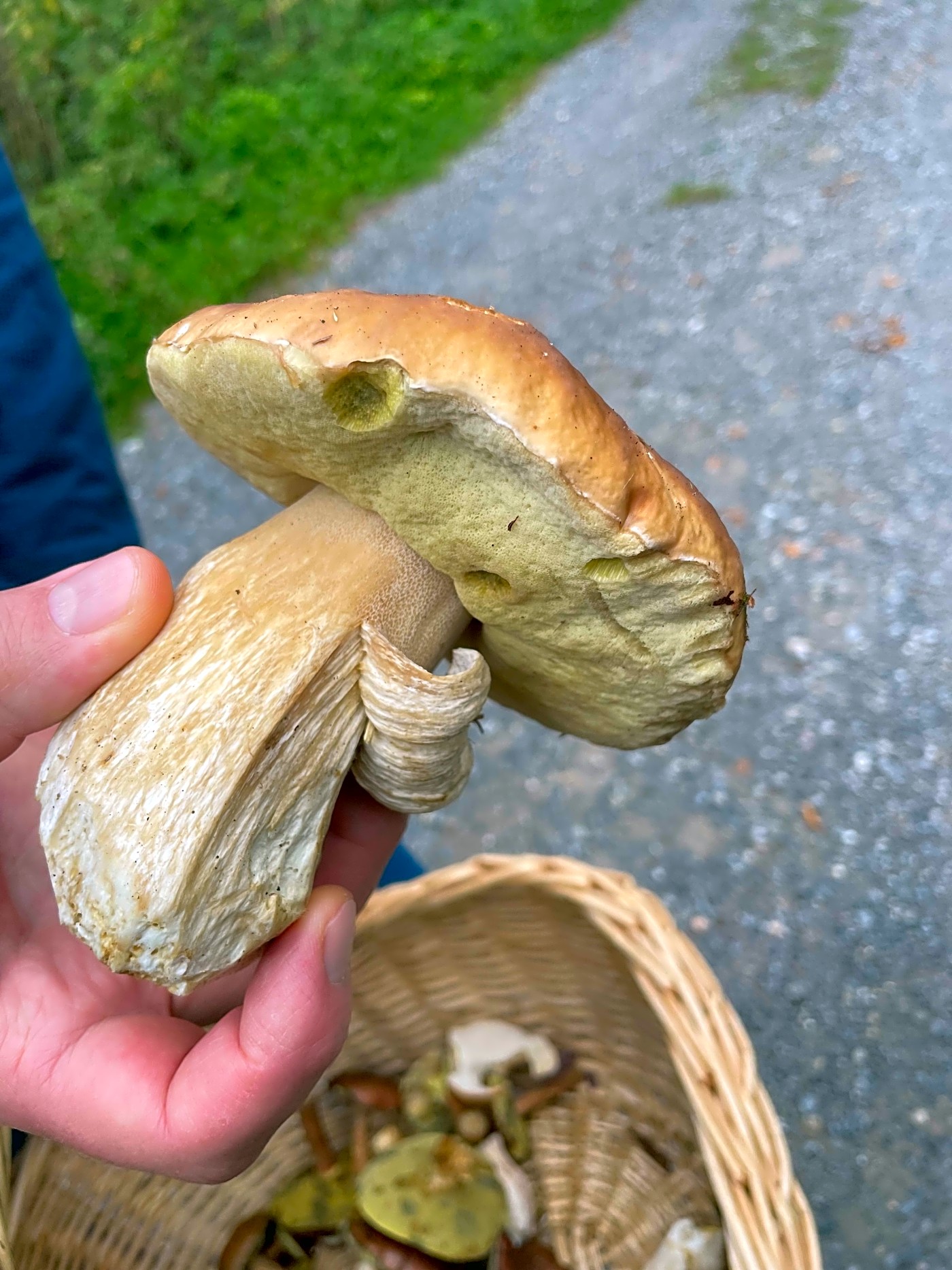 Porcini find at raten pass