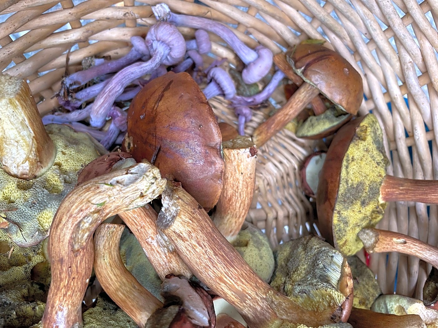 Medley mushrooms at raten pass