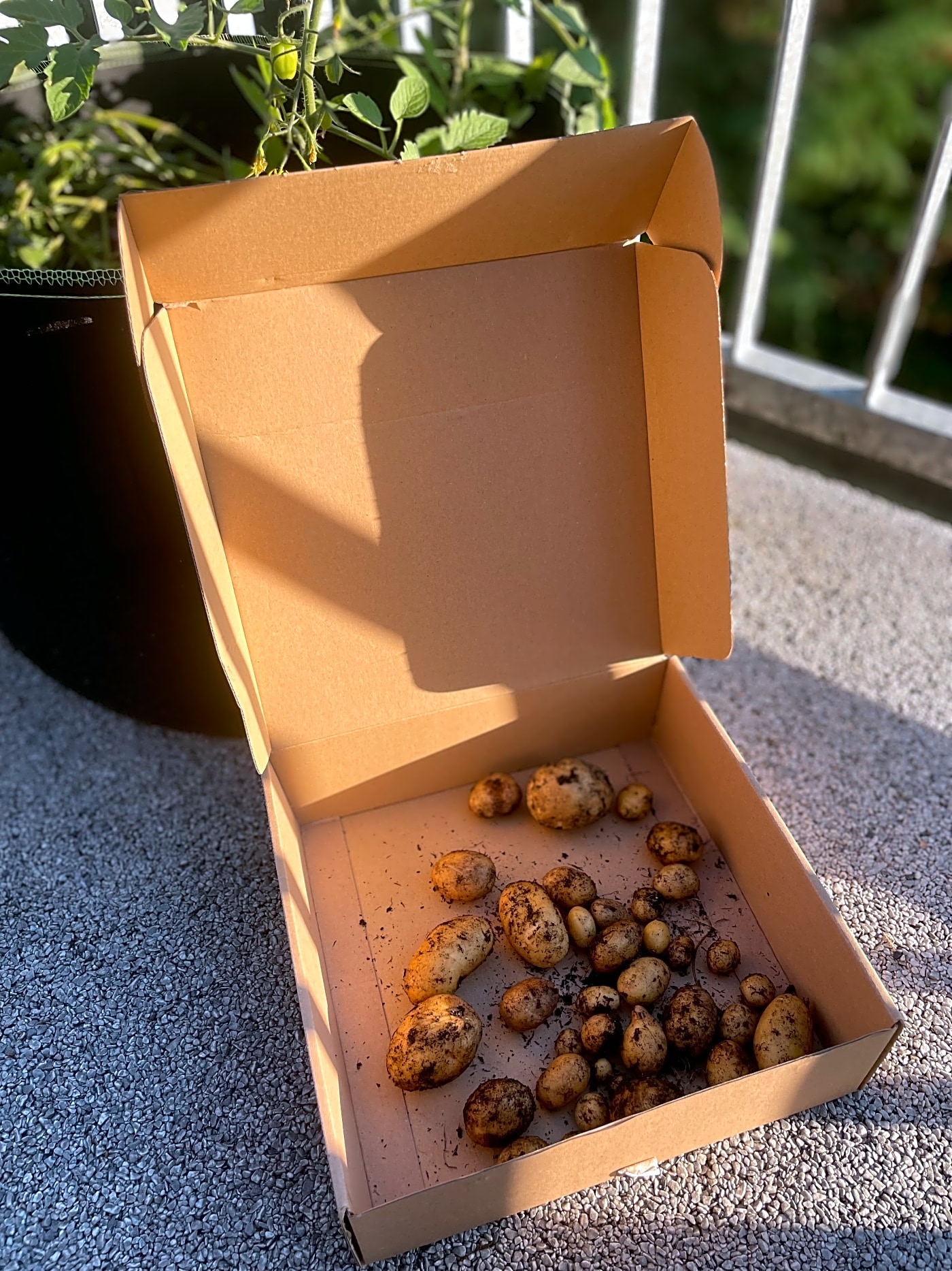 Potato in Swiss rain and protected pods on my decl