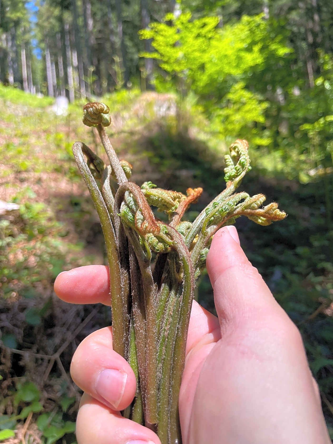Fiddle heads at Raten trail