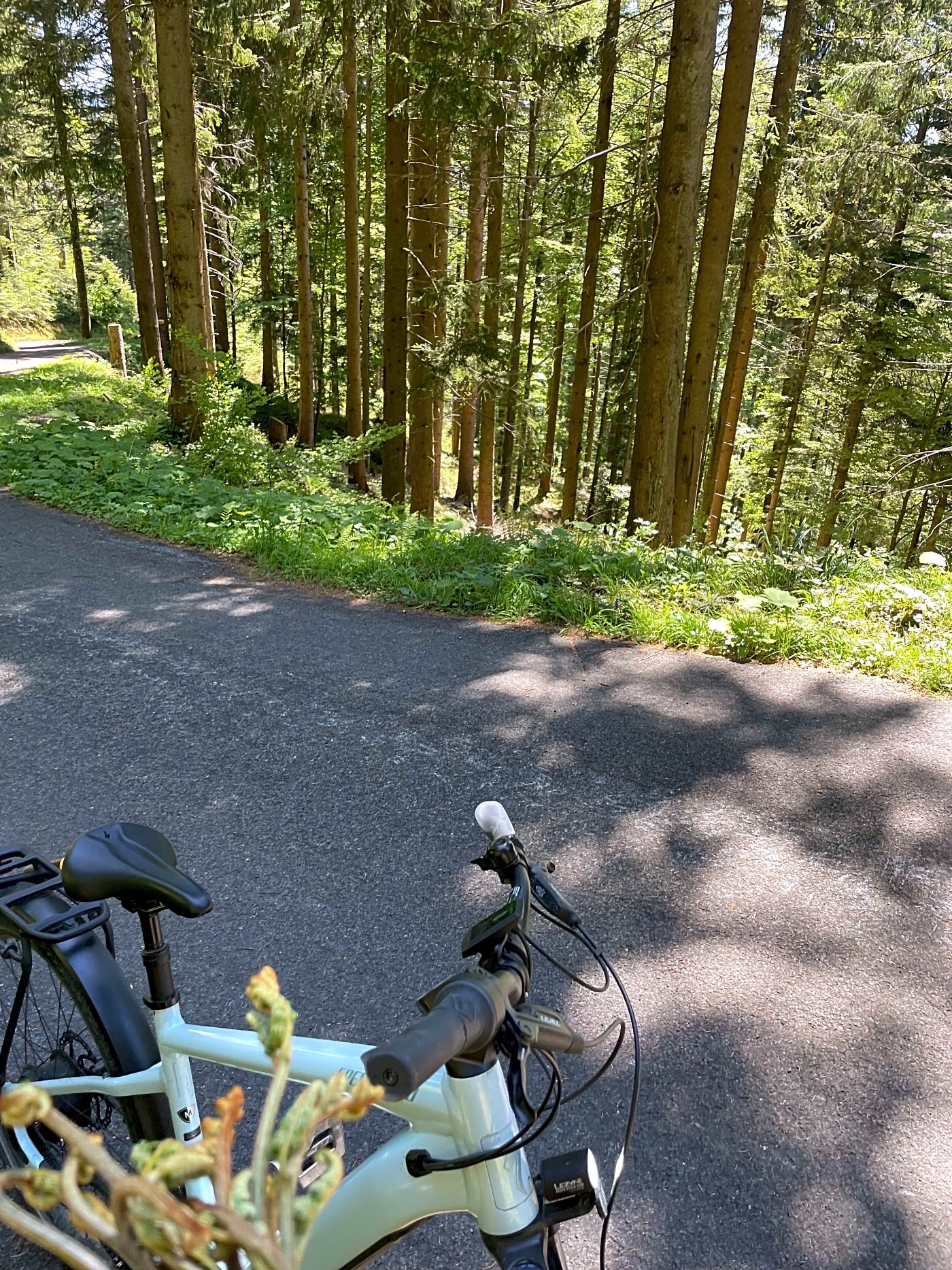 Bike to fiddlehead open trail to Einsiedeln