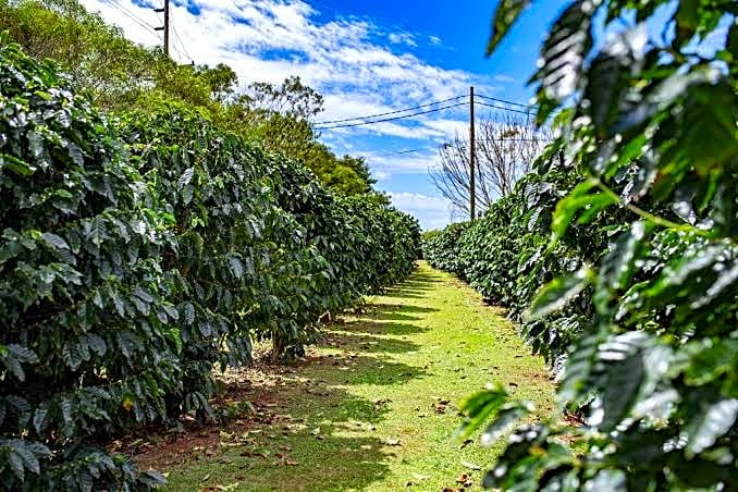 Be sure to walk coffee fields behind the shop