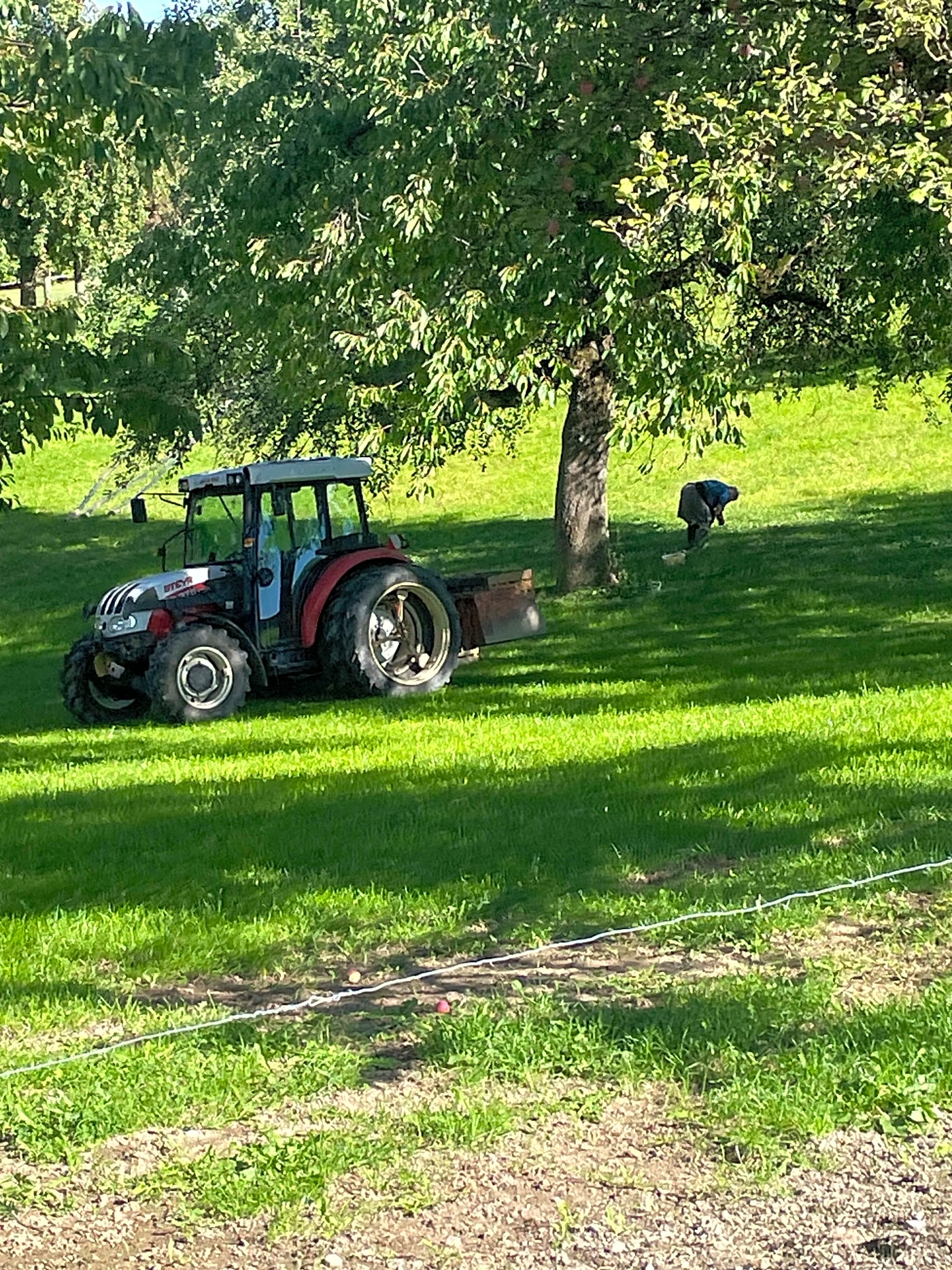 Real farmer of Elsener family farm Menzingen Zug