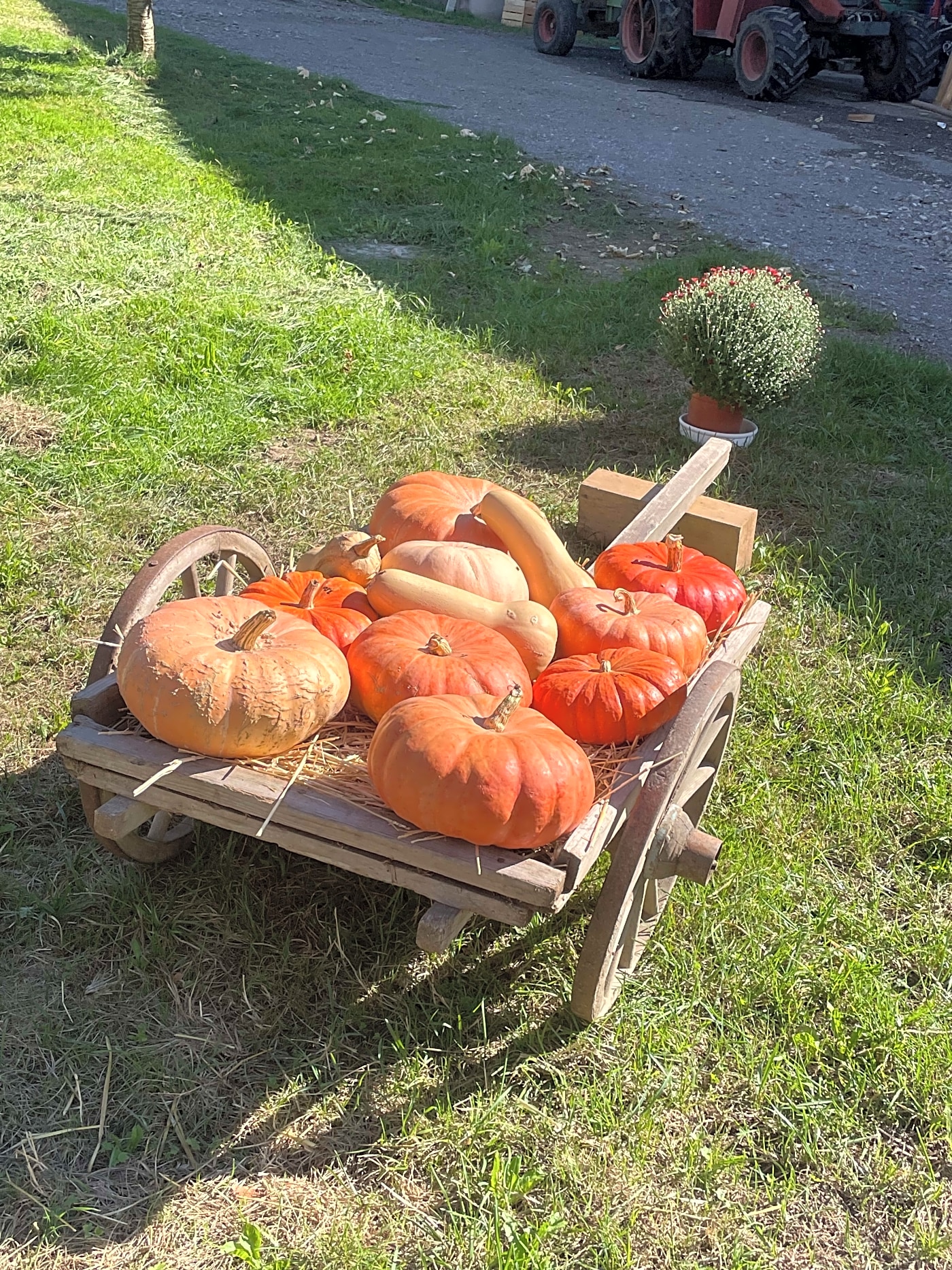Pumpkin season Elsener family farm Menzingen Zug