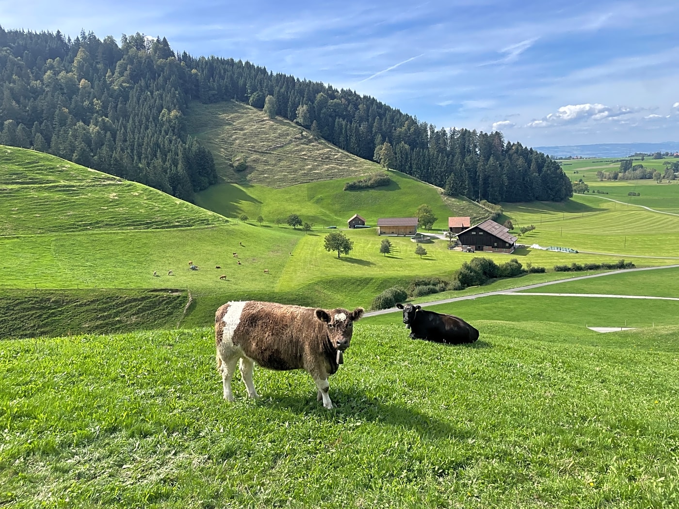 Above Elsener family farm menzingen