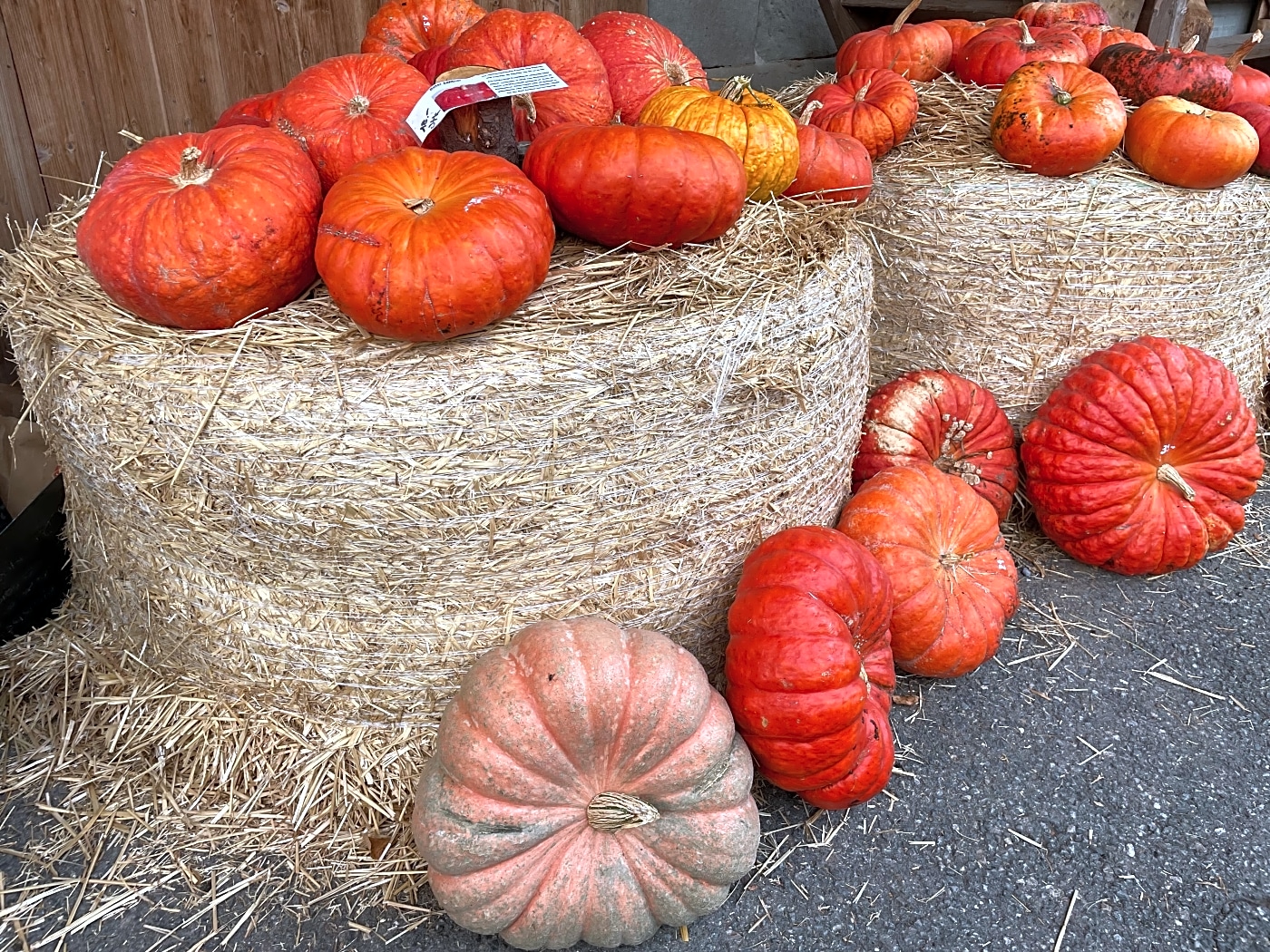 Gubel more pumpkins than I imagined