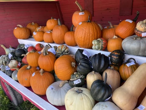 Zug pumpkin hunters