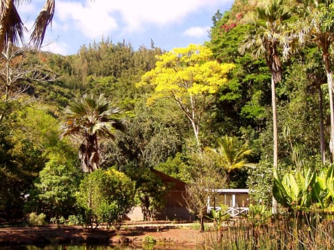 Waimea Valley garden walk