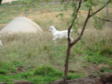 Surfing Goat Dairy