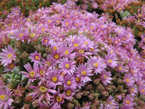 Aliʻi Kula Lavender farm