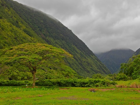 Waipiʻo Valley lookout
