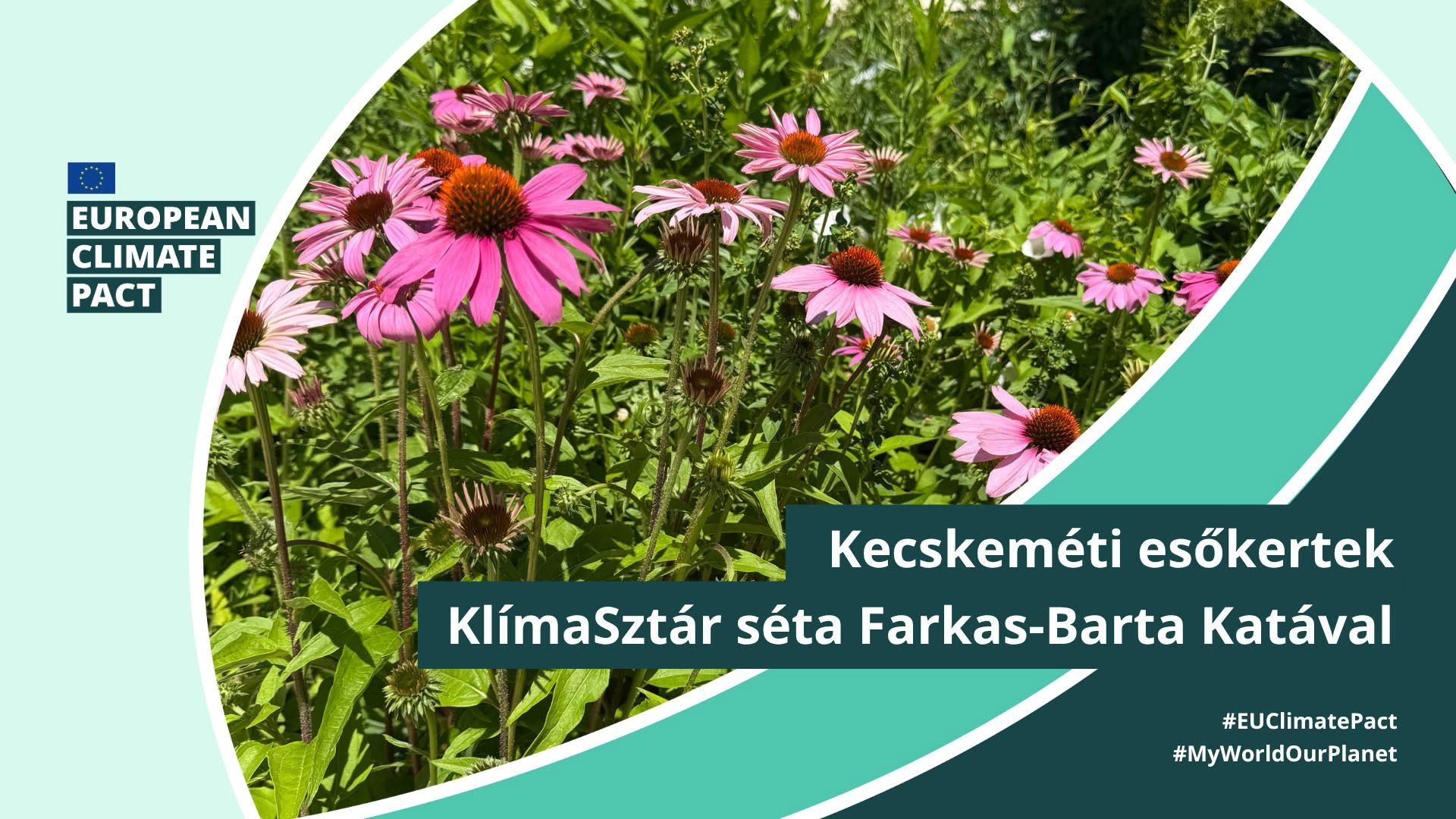 Kecskeméti esőkertek - KlímaSztár séta Farkas-Barta Katával