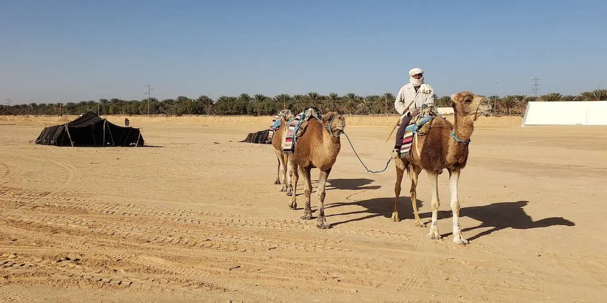 Camel Market in Douz