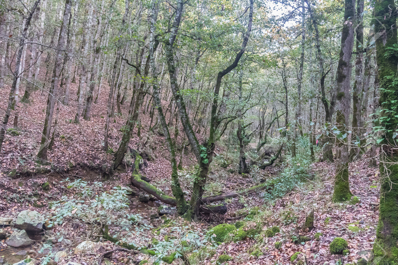 Cedar Forests Tunisia