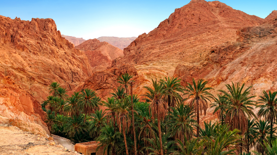 Trekking the Chott el Gharsa: Hidden Desert Oasis