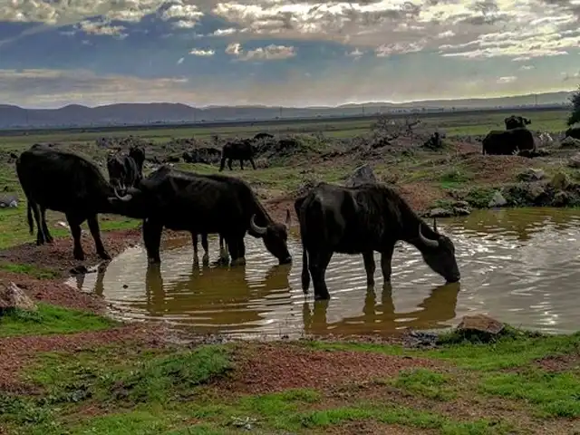 Ichkeul National Park near Bizerte