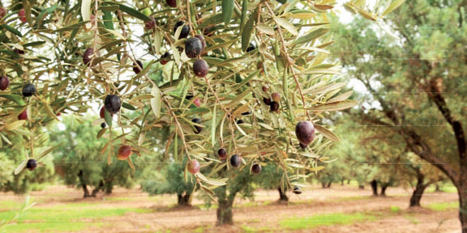 Olive Groves Medenine Tunisia